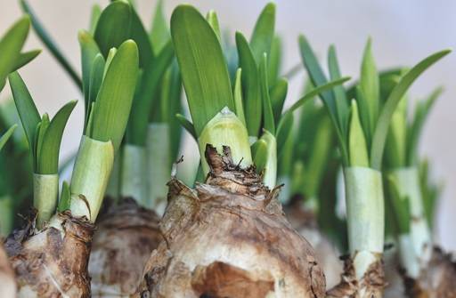 Bulbs with green shoots